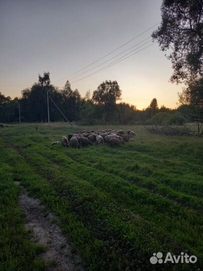 Мясо баранина свежая