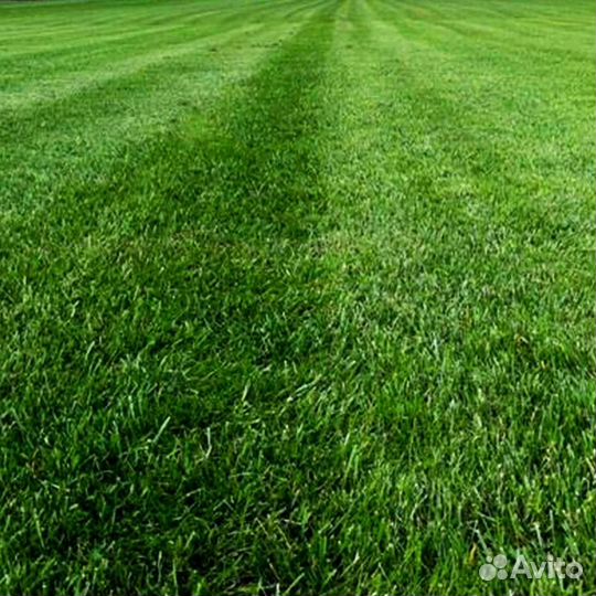 Рулонный газон под ключ