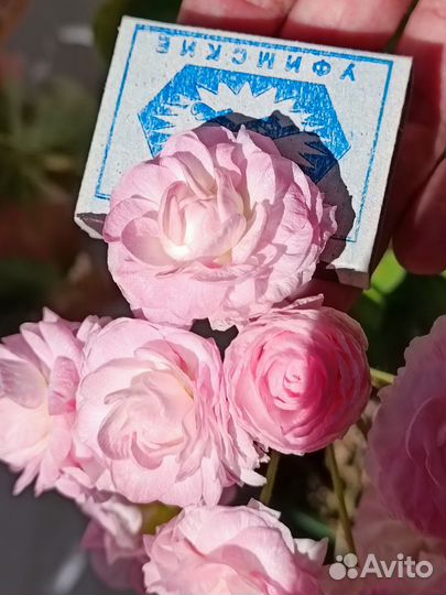 Пеларгония герань Та Эммануэль