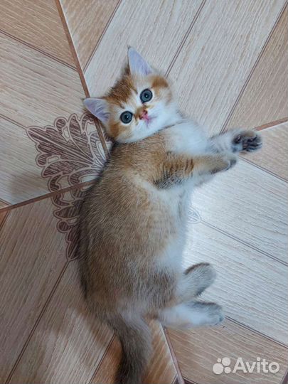 Котенок девочка