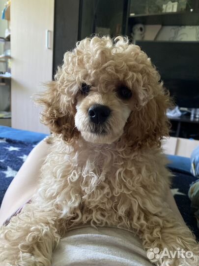 Карликовый пудель вязка
