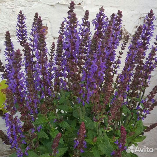 Шалфей дубравный