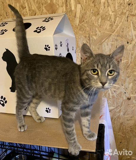 Котик подросток голубого окраса