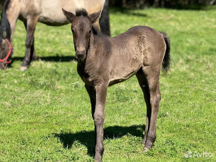 Жеребчик и кобылка