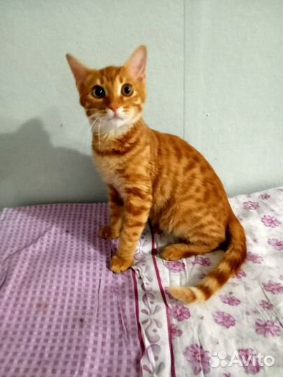 Рыжик. 4 месяца