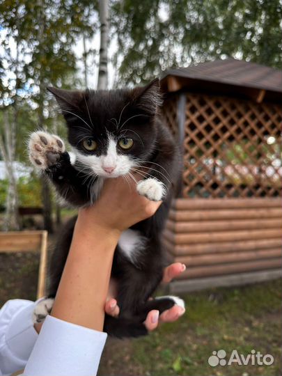 Котики в добрые руки
