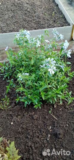 Многолетние растения для сада