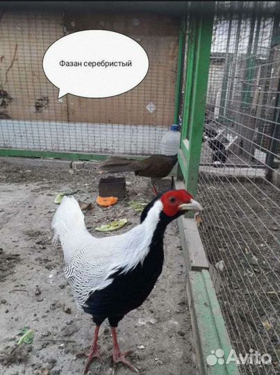 Мини птица декоративная