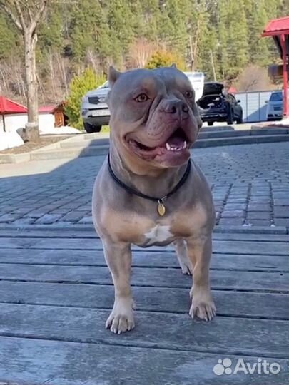 Американский булли