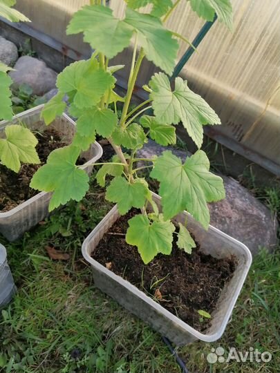 Красная смородина