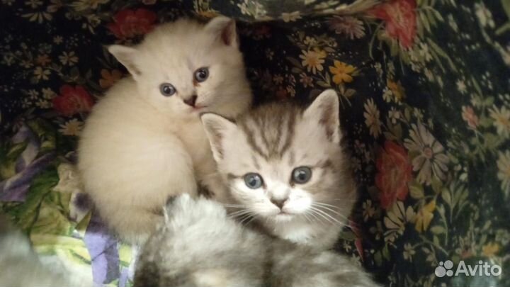 Шотландские котята