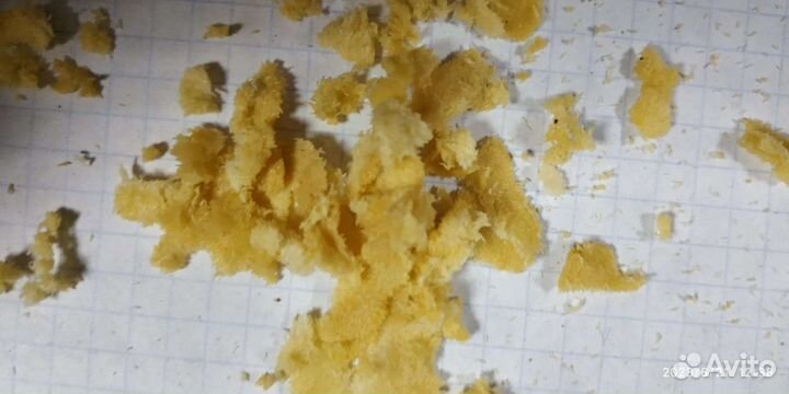 Яйца чёрной львинки