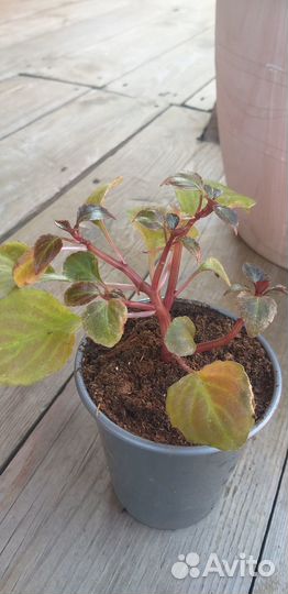 Бальзамин уоллера musica princess