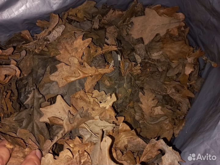 Дубовый опад (сушеный лист дуба) и Бронзовка