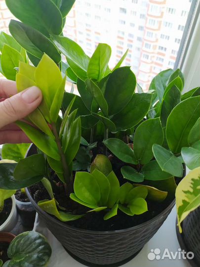 Замиоулькас (Долларовое дерево)