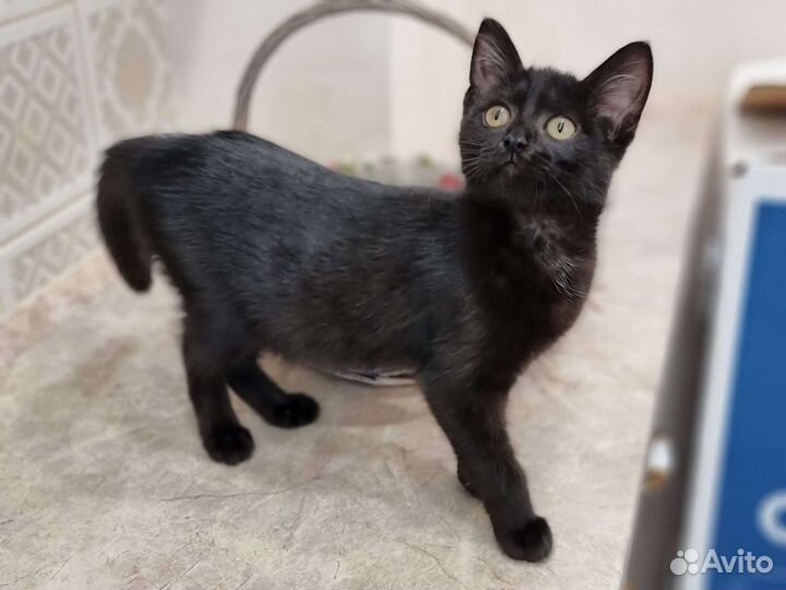 Котята девочки, приучены, в квартиру