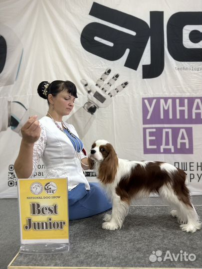 Кавалер кинг чарльз спаниель