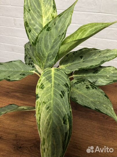 Аглаонема Пикок вайт гибрид