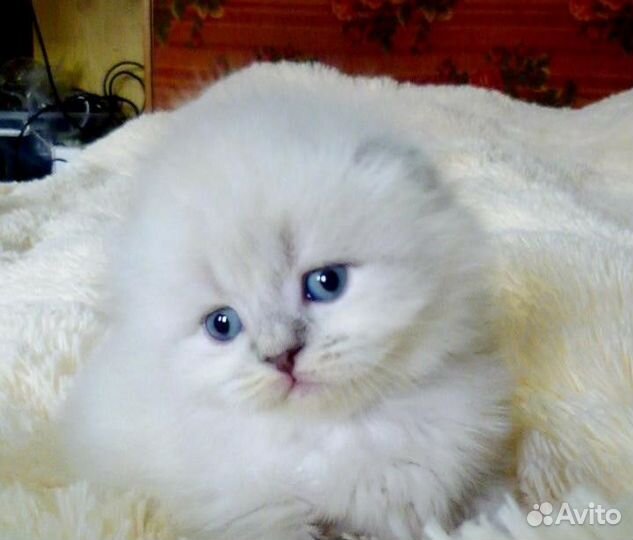 Серебристая шиншилла вислоушки