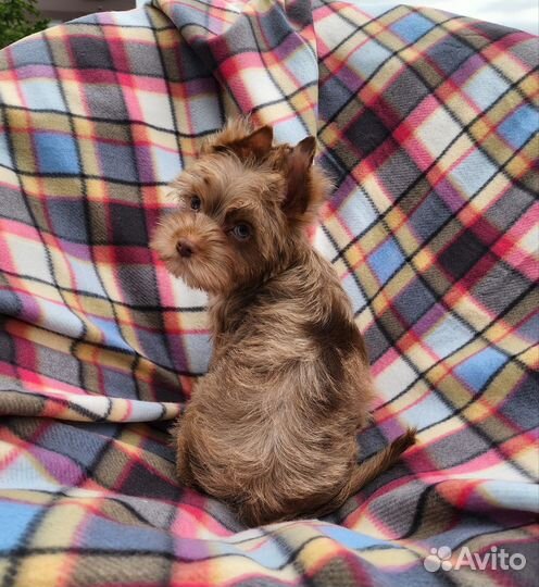 Мальчик шокомерле