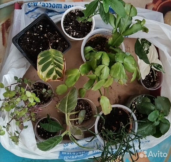 Комнатные цветы