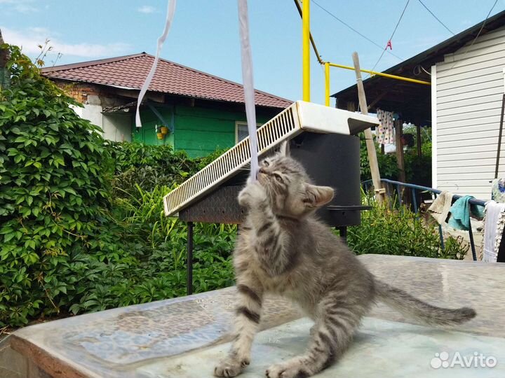 Котенок 2 месяца