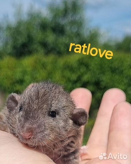 Крысята дамбо рекс
