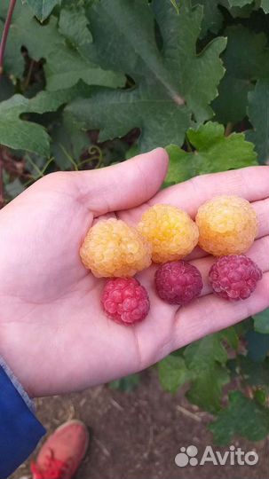 Саженцы Жёлтый Гигант