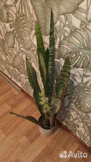 Сансивиерия Гиацинтовая зелёный лист