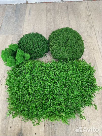 Стабилизированный мох