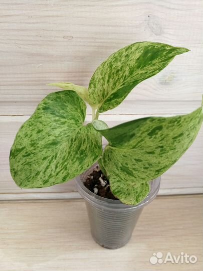 Эпипремнум