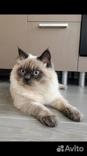 Вязка с британцем