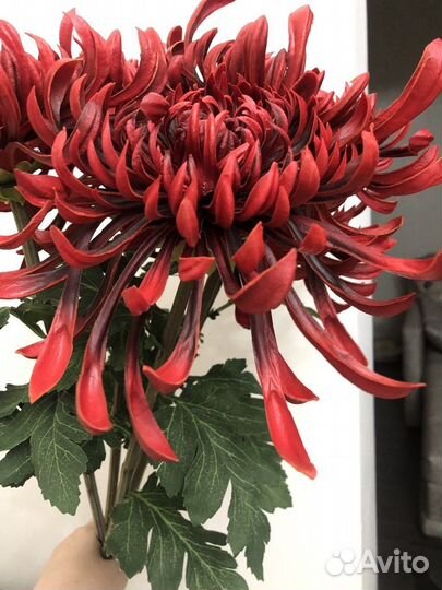 Хризантема