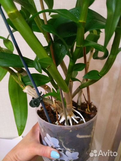 Дендрофаленопсис в горшке два цвета