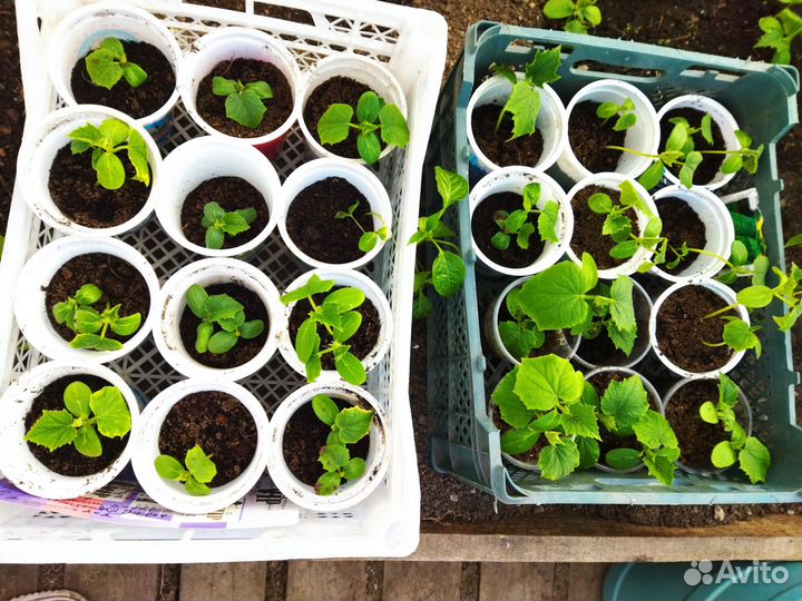 Рассада огурцов