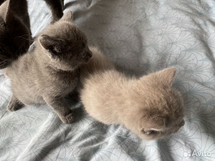 Британские котята