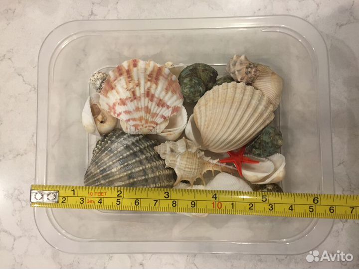 Морские ракушки