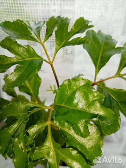 Полисциас Фрутикоза