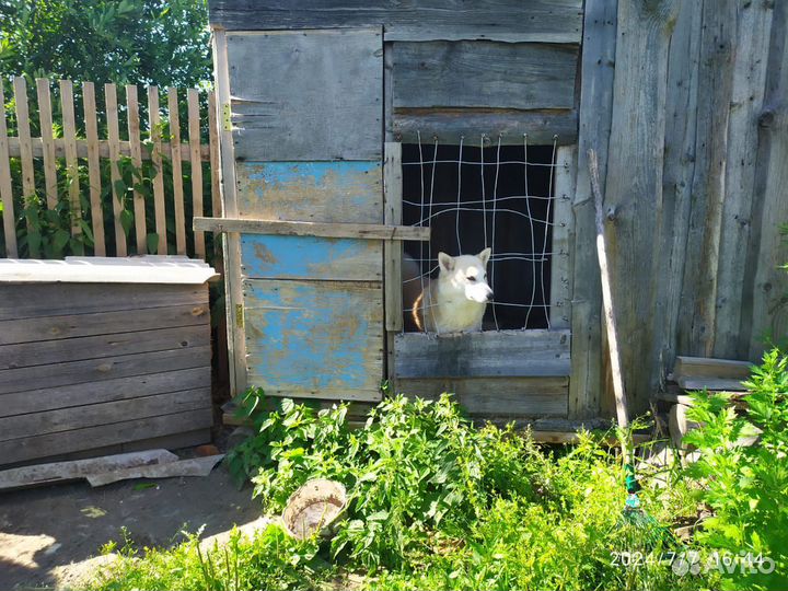 Отдам в добрые руки собак