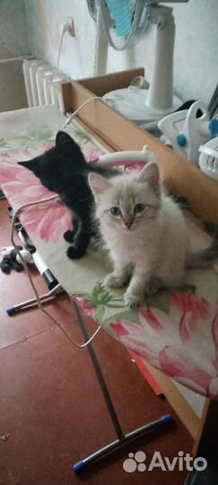 Отдадим котят. 3 девочки и 2 мальчика