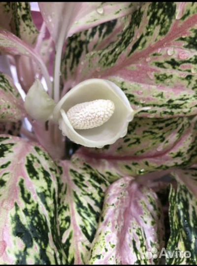 Комнатные растения