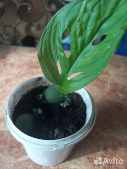 Монстера манки маск