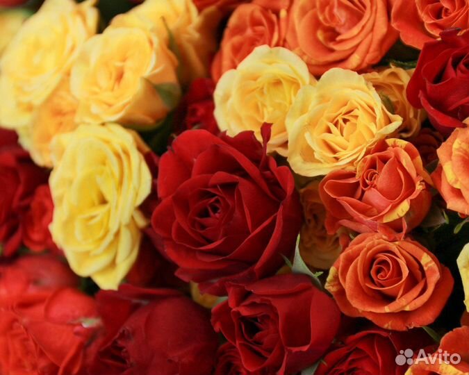 Букет из 51 кустовой розы яркий микс 40 см (Кения)