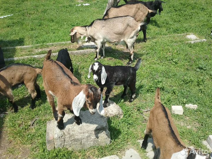 Козы дойные