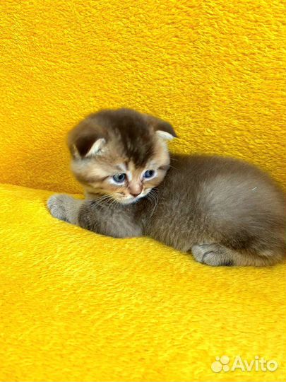 Шотландские вислоухие котята