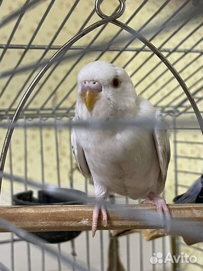 Птенцы волнистый попугай