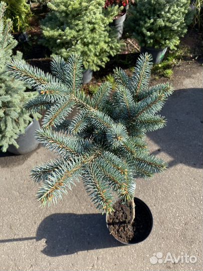 Елка Глаука Глабоза штамб 90+