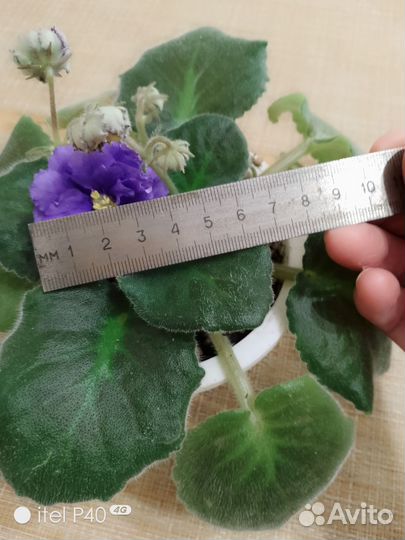 Фиалки цветущие в горшке