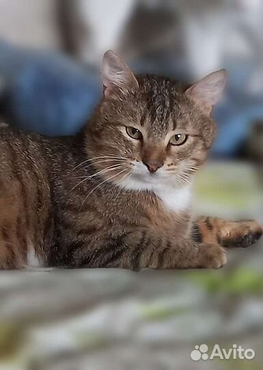 Красавец Маркиз