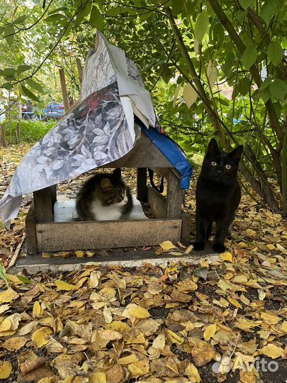 Кошки в добрые руки